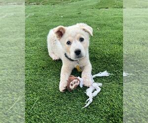 Mutt Dogs for adoption in Sandy, UT, USA