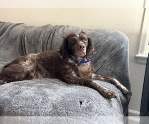 Brittany Dogs for adoption in Curwensville, PA, USA