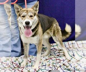 Akita-German Shepherd Dog Mix Dogs for adoption in Pittsburgh, PA, USA