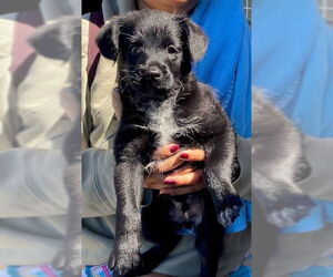 Border Terrier-Unknown Mix Dogs for adoption in Rancho Cucamonga, CA, USA