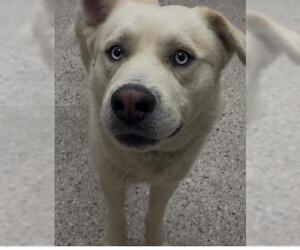 Siberian Husky-Unknown Mix Dogs for adoption in Brighton, CO, USA
