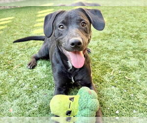 American Staffordshire Terrier-Labrador Retriever Mix Dogs for adoption in Lake Forest, CA, USA