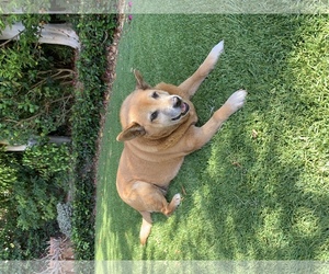 Medium Photo #1 Shiba Inu-Unknown Mix Puppy For Sale in Los alamitos, CA, USA