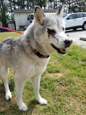Siberian Husky Dogs for adoption in Columbus, GA, USA