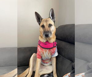 German Shepherd Dog-Unknown Mix Dogs for adoption in Monterey, VA, USA