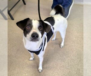 Rat-Cha Dogs for adoption in Long Beach, CA, USA