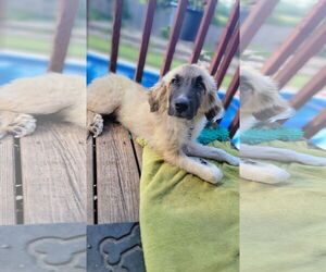 Great Pyrenees-Unknown Mix Dogs for adoption in Minneapolis, MN, USA