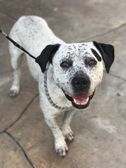 Small American Pit Bull Terrier-German Shorthaired Pointer Mix
