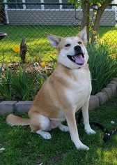 Shiba Inu Dogs for adoption in Southampton, NY, USA