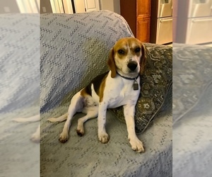 Beagle Dogs for adoption in Akron, OH, USA