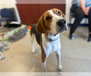 American Foxhound-Unknown Mix Dogs for adoption in Fort Wayne, IN, USA