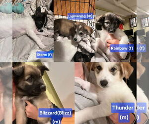 Mutt Dogs for adoption in Jackson Township, NJ, USA