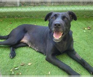 Labrador Retriever-Unknown Mix Dogs for adoption in Raleigh, NC, USA