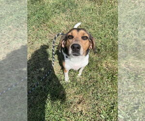 Beagle Dogs for adoption in Cromwell, KY, USA