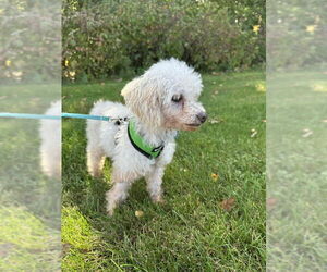 Poodle (Miniature)-Unknown Mix Dogs for adoption in Mukwonago, WI, USA