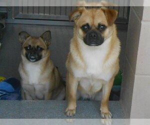 Chug Dogs for adoption in Orange, CA, USA