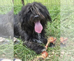 Bearded Collie-Unknown Mix Dogs for adoption in Rustburg, VA, USA