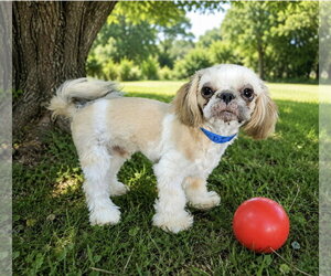 Shih Tzu Dogs for adoption in Bon Carbo, CO, USA