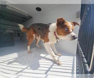 Mutt Dogs for adoption in Houston, TX, USA