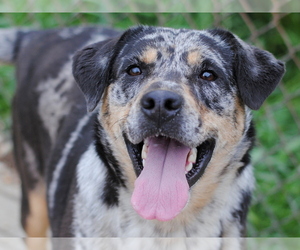 Sheprador Dogs for adoption in Anniston, AL, USA