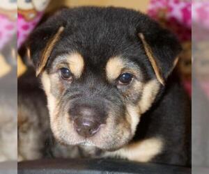 German Shepherd Dog Dogs for adoption in Pleasanton, CA, USA