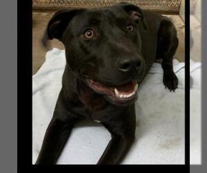Labrador Retriever Dogs for adoption in Wadena, MN, USA