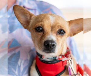 Chihuahua-Unknown Mix Dogs for adoption in Mundelein, IL, USA