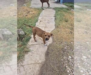 American Staffordshire Terrier-Unknown Mix Dogs for adoption in San Antonio, TX, USA