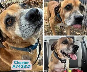 Black Mouth Cur-Unknown Mix Dogs for adoption in San Antonio, TX, USA