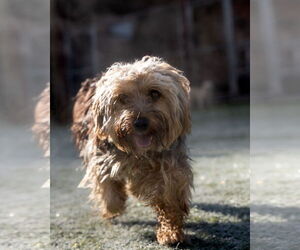 Medium Photo #3 Mutt Puppy For Sale in MIDWAY, UT, USA