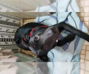 American Pit Bull Terrier-German Shepherd Dog Mix Dogs for adoption in Benton City, WA, USA