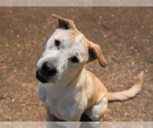 Chinese Shar-Pei-Labrador Retriever Mix Dogs for adoption in Chattanooga, TN, USA