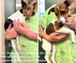 Jack Russell Terrier Dogs for adoption in New Orleans, LA, USA