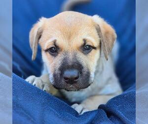 Labrador Retriever-Unknown Mix Dogs for adoption in San Diego, CA, USA