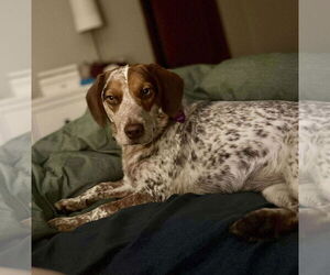 Beagle-Unknown Mix Dogs for adoption in Minneapolis, MN, USA