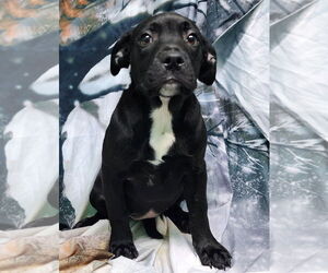 American Pit Bull Terrier-Unknown Mix Dogs for adoption in Wetumpka, AL, USA