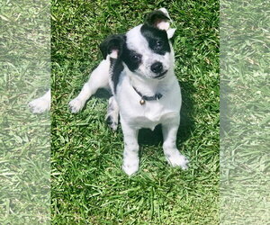 Rat-Cha Dogs for adoption in Santa Clarita, CA, USA