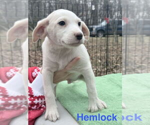 Feist Terrier-Unknown Mix Dogs for adoption in Mooresville, NC, USA