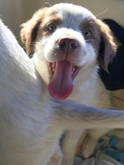 Medium Photo #1 Labrador Retriever Puppy For Sale in See Website, CA, USA