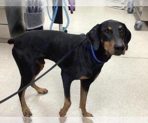Doberman Pinscher Dogs for adoption in Riverside, CA, USA