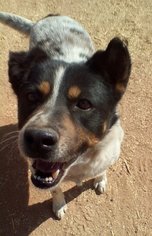 Australian Shepherd Dogs for adoption in Apple Valley, CA, USA
