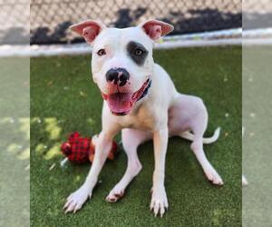 American Pit Bull Terrier Dogs for adoption in Minneapolis, MN, USA