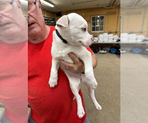 Mutt Dogs for adoption in Calgary, Alberta, Canada