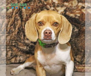 Beagle-Unknown Mix Dogs for adoption in Wakefield, RI, USA