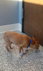 Chihuahua Dogs for adoption in Carroll, IA, USA