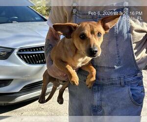 Chiweenie Dogs for adoption in Ocala, FL, USA