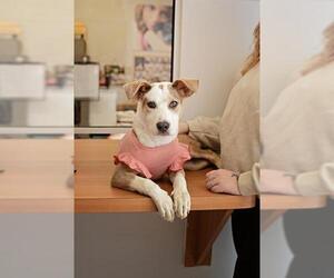 Mutt Dogs for adoption in Belleville, IL, USA