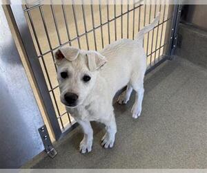 Great Pyrenees-Unknown Mix Dogs for adoption in San Martin, CA, USA