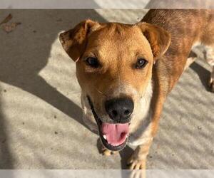Mutt Dogs for adoption in Tulsa, OK, USA