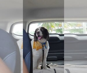 English Springer Spaniel Dogs for adoption in Littleton, CO, USA